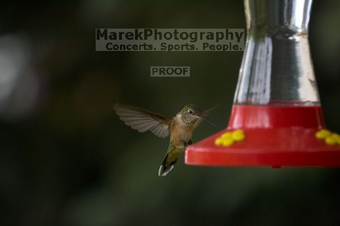 Hummingbirds at the hummingbird feeder at Foot of the Mountain Motel.

Filename: SRM_20070729_1545502.jpg
Aperture: f/2.8
Shutter Speed: 1/3200
Body: Canon EOS-1D Mark II
Lens: Canon EF 80-200mm f/2.8 L