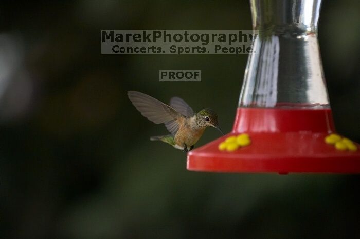 Hummingbirds at the hummingbird feeder at Foot of the Mountain Motel.

Filename: SRM_20070729_1545567.jpg
Aperture: f/2.8
Shutter Speed: 1/3200
Body: Canon EOS-1D Mark II
Lens: Canon EF 80-200mm f/2.8 L