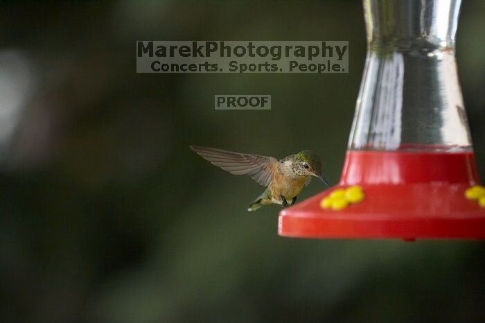 Hummingbirds at the hummingbird feeder at Foot of the Mountain Motel.

Filename: SRM_20070729_1546045.jpg
Aperture: f/2.8
Shutter Speed: 1/3200
Body: Canon EOS-1D Mark II
Lens: Canon EF 80-200mm f/2.8 L