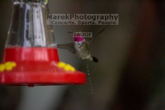 Hummingbirds at the hummingbird feeder at Foot of the Mountain Motel.

Filename: SRM_20070729_1551542.jpg
Aperture: f/2.8
Shutter Speed: 1/5000
Body: Canon EOS-1D Mark II
Lens: Canon EF 80-200mm f/2.8 L