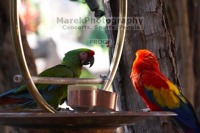Parrots at The Westin Maui, Maui, Hawai'i, 2007.

Filename: SRM_20071217_1223219.jpg
Aperture: f/4.0
Shutter Speed: 1/320
Body: Canon EOS 20D
Lens: Canon EF 80-200mm f/2.8 L