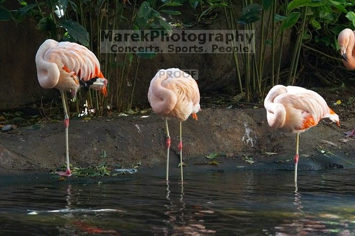 Pink Flamingos at The Westin Maui, Maui, Hawai'i, 2007.

Filename: SRM_20071217_1223430.jpg
Aperture: f/4.0
Shutter Speed: 1/100
Body: Canon EOS 20D
Lens: Canon EF 80-200mm f/2.8 L
