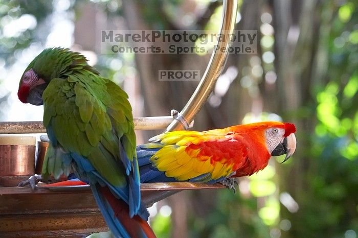 Parrots at The Westin Maui, Maui, Hawai'i, 2007.

Filename: SRM_20071217_1224082.jpg
Aperture: f/4.0
Shutter Speed: 1/250
Body: Canon EOS 20D
Lens: Canon EF 80-200mm f/2.8 L
