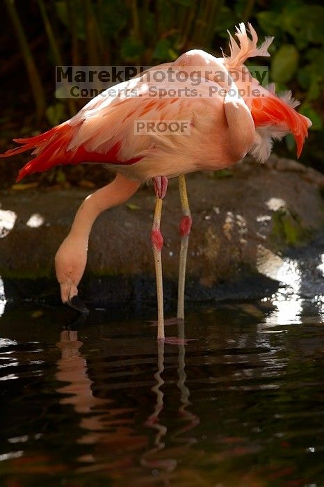 A pink flamingo in The Westin Maui hotel courtyard, Maui, Hawai'i, 2007.

Filename: SRM_20071218_1352128.jpg
Aperture: f/2.8
Shutter Speed: 1/1000
Body: Canon EOS-1D Mark II
Lens: Canon EF 300mm f/2.8 L IS