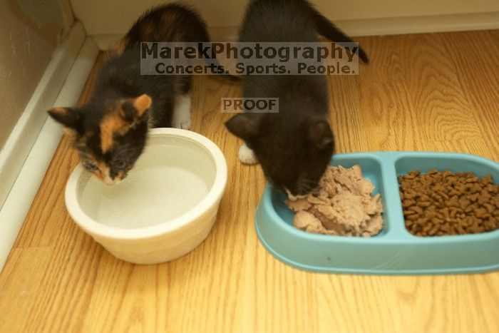 New kittens, Smokey and Daisy, from the Humane Society.

Filename: SRM_20080509_1854481.jpg
Aperture: f/2.8
Shutter Speed: 1/60
Body: Canon EOS-1D Mark II
Lens: Canon EF 16-35mm f/2.8 L