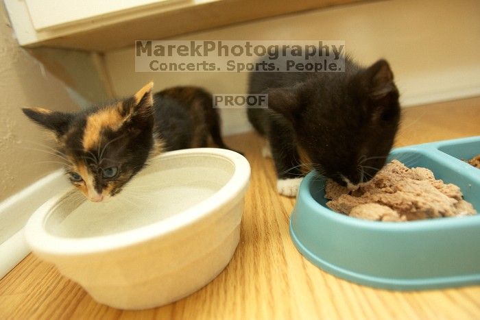 New kittens, Smokey and Daisy, from the Humane Society.

Filename: SRM_20080509_1855284.jpg
Aperture: f/2.8
Shutter Speed: 1/60
Body: Canon EOS-1D Mark II
Lens: Canon EF 16-35mm f/2.8 L
