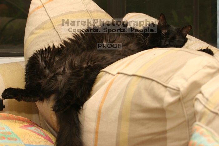 Lucy lying on her back on the couch, possibly because she doesn't feel well.

Filename: SRM_20080716_0756201.jpg
Aperture: f/4.0
Shutter Speed: 1/250
Body: Canon EOS 20D
Lens: Canon EF 80-200mm f/2.8 L