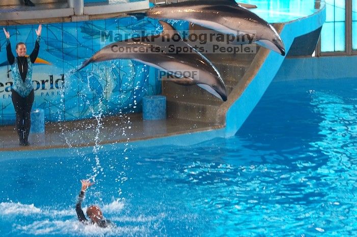Dolphins in the "Viva" show at Sea World, San Antonio.

Filename: SRM_20060423_140520_2.jpg
Aperture: f/4.0
Shutter Speed: 1/320
Body: Canon EOS 20D
Lens: Canon EF 80-200mm f/2.8 L