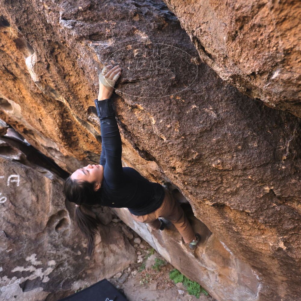 

Filename: SRM_20251109_1439361.jpg
Aperture: f/4.0
Shutter Speed: 1/1250
Body: Canon EOS R6
Lens: Canon EF 16-35mm f/2.8 L