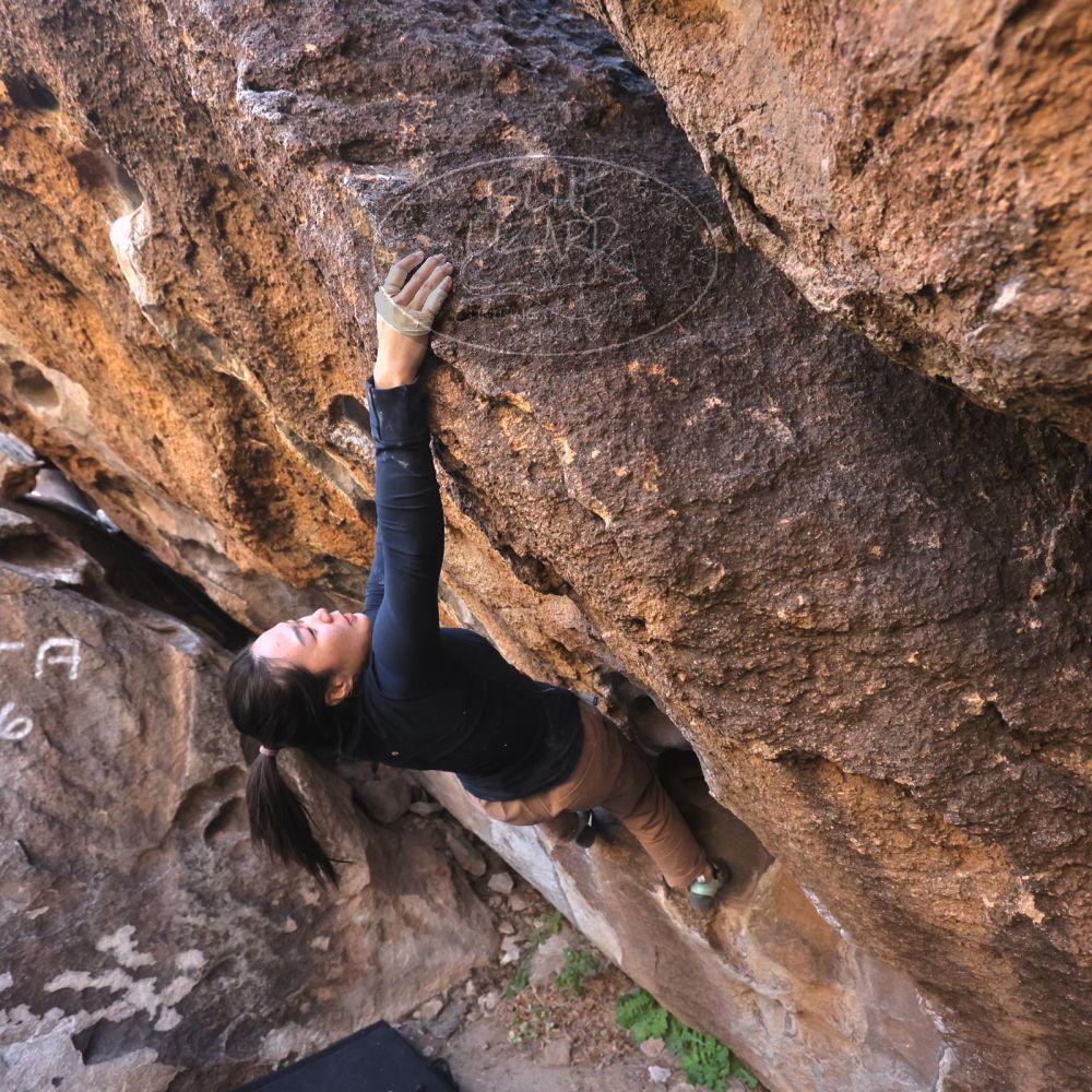 

Filename: SRM_20251109_1439362.jpg
Aperture: f/4.0
Shutter Speed: 1/1250
Body: Canon EOS R6
Lens: Canon EF 16-35mm f/2.8 L