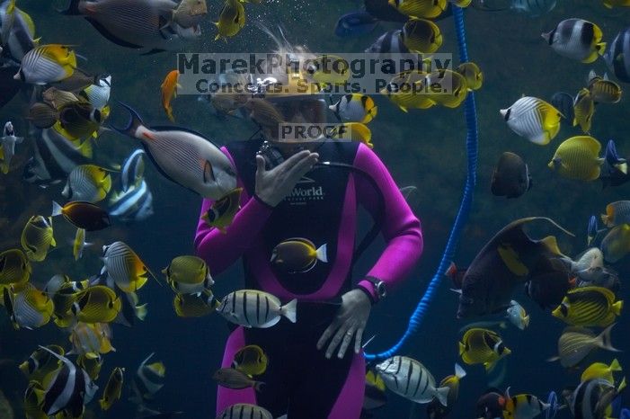 A diver feeds some fish and sting rays at Sea World, San Antonio.

Filename: SRM_20060423_121004_6.jpg
Aperture: f/2.8
Shutter Speed: 1/125
Body: Canon EOS 20D
Lens: Canon EF 80-200mm f/2.8 L