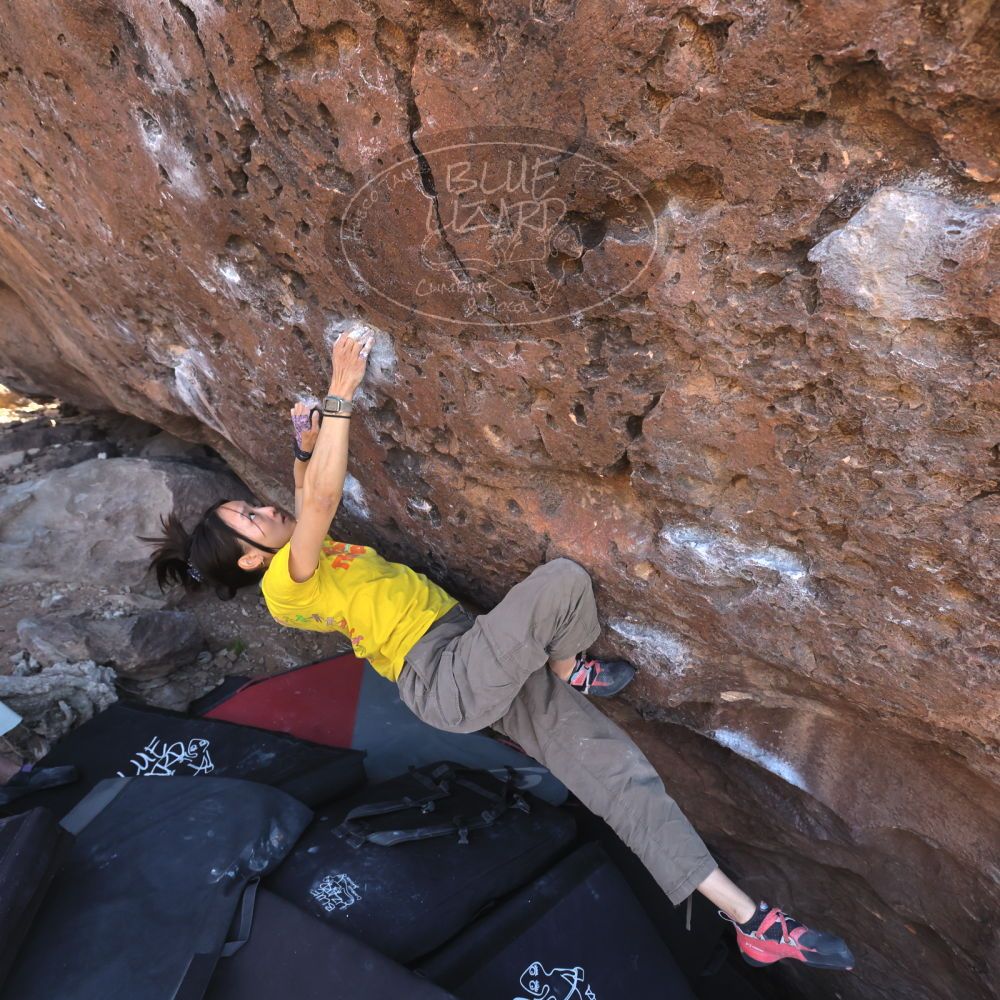 

Filename: SRM_20260329_0935510.jpg
Aperture: f/5.6
Shutter Speed: 1/500
Body: Canon EOS R6
Lens: Canon EF 16-35mm f/2.8 L