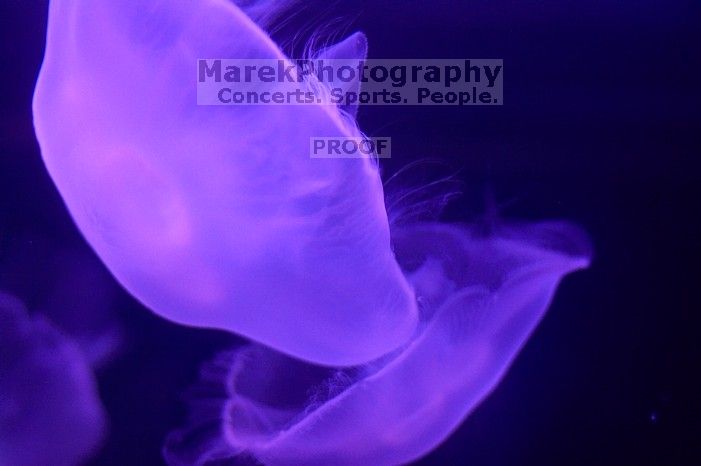 Jellyfish at Sea World, San Antonio.

Filename: SRM_20060423_152652_2.jpg
Aperture: f/2.2
Shutter Speed: 1/50
Body: Canon EOS 20D
Lens: Canon EF 50mm f/1.8 II