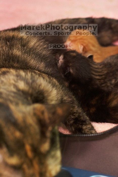 Foster mother Lily, with her five kittens Hank, George, Mia, Dora, and Sophie.  We are fostering them for the Austin Humane Society.

Filename: SRM_20080817_1158565.jpg
Aperture: f/4.0
Shutter Speed: 1/30
Body: Canon EOS 20D
Lens: Canon EF 50mm f/1.8 II