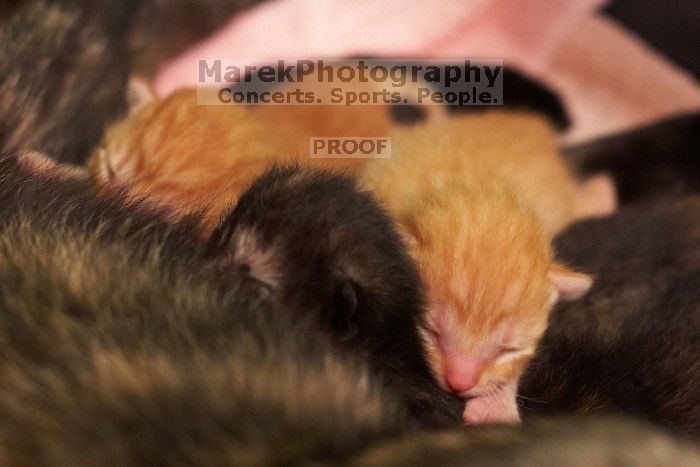 Foster mother Lily, with her five kittens Hank, George, Mia, Dora, and Sophie.  We are fostering them for the Austin Humane Society.

Filename: SRM_20080817_1159349.jpg
Aperture: f/4.0
Shutter Speed: 1/30
Body: Canon EOS 20D
Lens: Canon EF 50mm f/1.8 II