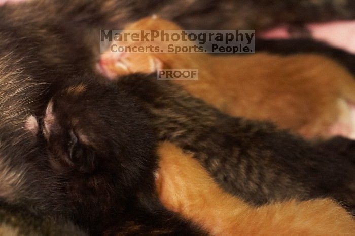 Foster mother Lily, with her five kittens Hank, George, Mia, Dora, and Sophie.  We are fostering them for the Austin Humane Society.

Filename: SRM_20080817_1159520.jpg
Aperture: f/4.0
Shutter Speed: 1/30
Body: Canon EOS 20D
Lens: Canon EF 50mm f/1.8 II