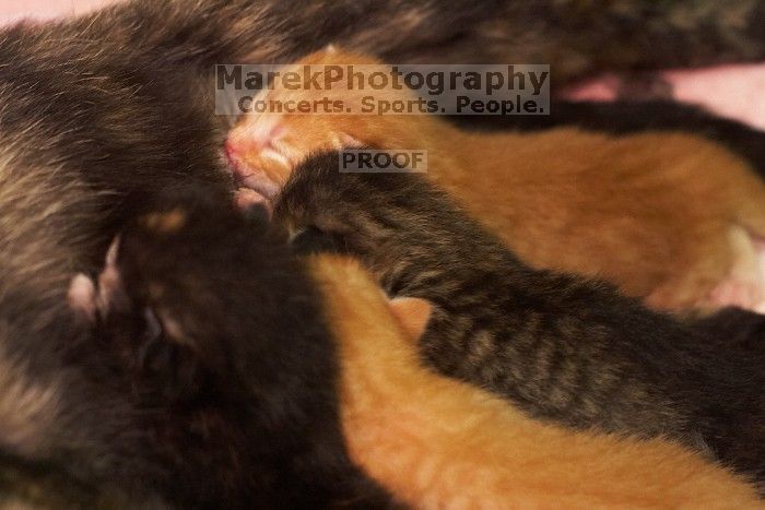 Foster mother Lily, with her five kittens Hank, George, Mia, Dora, and Sophie.  We are fostering them for the Austin Humane Society.

Filename: SRM_20080817_1159541.jpg
Aperture: f/4.0
Shutter Speed: 1/30
Body: Canon EOS 20D
Lens: Canon EF 50mm f/1.8 II