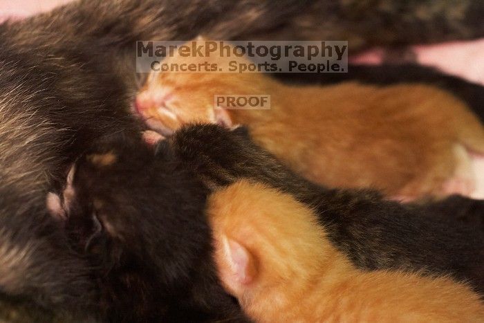 Foster mother Lily, with her five kittens Hank, George, Mia, Dora, and Sophie.  We are fostering them for the Austin Humane Society.

Filename: SRM_20080817_1159583.jpg
Aperture: f/4.0
Shutter Speed: 1/30
Body: Canon EOS 20D
Lens: Canon EF 50mm f/1.8 II