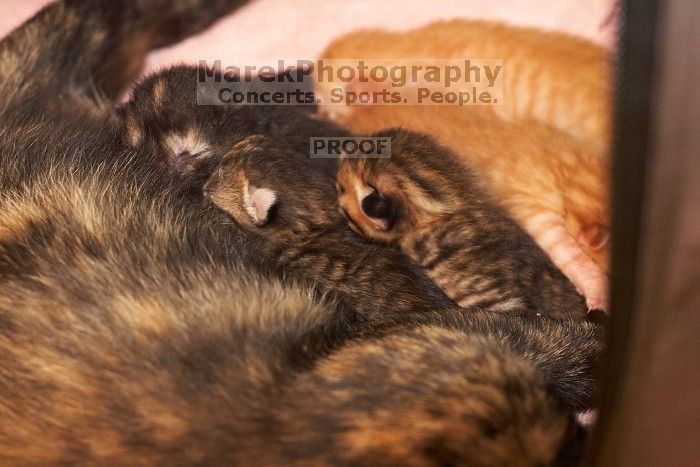 Foster mother Lily, with her five kittens Hank, George, Mia, Dora, and Sophie.  We are fostering them for the Austin Humane Society.

Filename: SRM_20080817_1201548.jpg
Aperture: f/4.0
Shutter Speed: 1/60
Body: Canon EOS 20D
Lens: Canon EF 50mm f/1.8 II