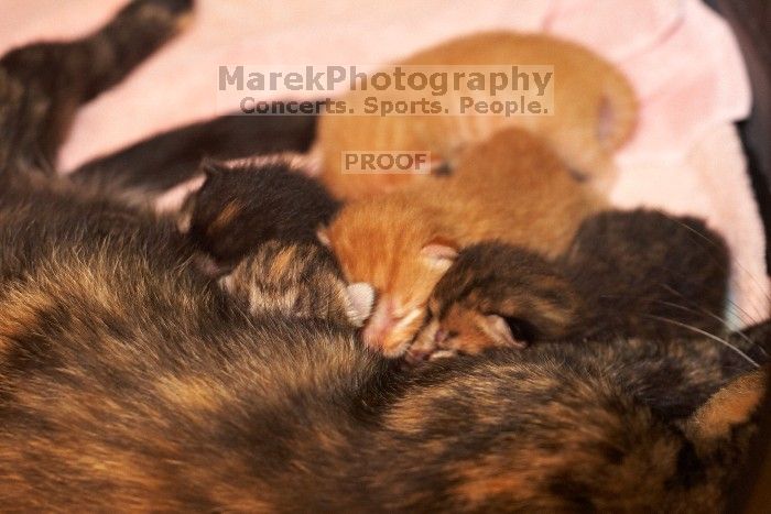 Foster mother Lily, with her five kittens Hank, George, Mia, Dora, and Sophie.  We are fostering them for the Austin Humane Society.

Filename: SRM_20080817_1202042.jpg
Aperture: f/4.0
Shutter Speed: 1/60
Body: Canon EOS 20D
Lens: Canon EF 50mm f/1.8 II