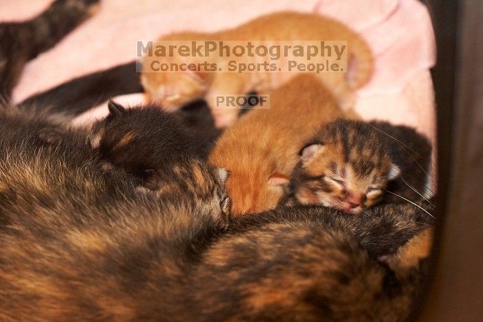 Foster mother Lily, with her five kittens Hank, George, Mia, Dora, and Sophie.  We are fostering them for the Austin Humane Society.

Filename: SRM_20080817_1202084.jpg
Aperture: f/4.0
Shutter Speed: 1/60
Body: Canon EOS 20D
Lens: Canon EF 50mm f/1.8 II