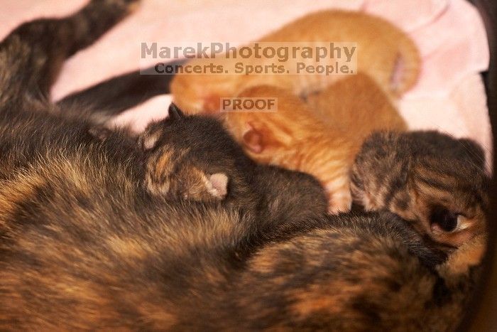 Foster mother Lily, with her five kittens Hank, George, Mia, Dora, and Sophie.  We are fostering them for the Austin Humane Society.

Filename: SRM_20080817_1202188.jpg
Aperture: f/4.0
Shutter Speed: 1/60
Body: Canon EOS 20D
Lens: Canon EF 50mm f/1.8 II