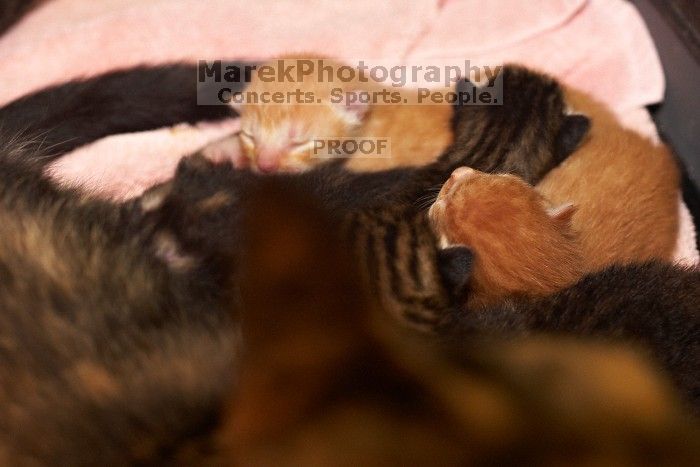 Foster mother Lily, with her five kittens Hank, George, Mia, Dora, and Sophie.  We are fostering them for the Austin Humane Society.

Filename: SRM_20080817_1202581.jpg
Aperture: f/4.0
Shutter Speed: 1/60
Body: Canon EOS 20D
Lens: Canon EF 50mm f/1.8 II