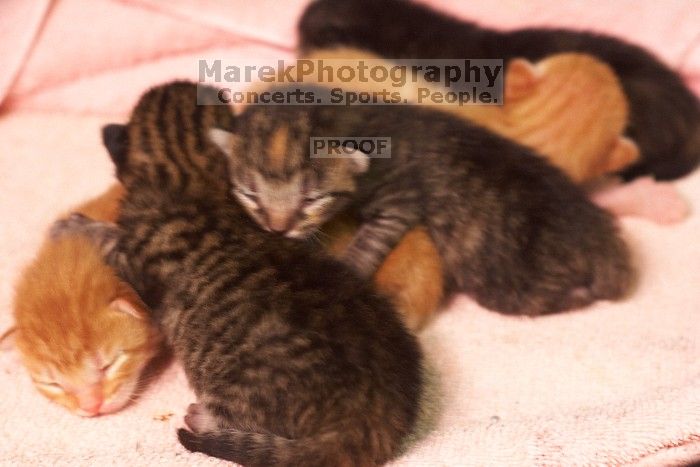 Foster mother Lily, with her five kittens Hank, George, Mia, Dora, and Sophie.  We are fostering them for the Austin Humane Society.

Filename: SRM_20080817_1206464.jpg
Aperture: f/4.0
Shutter Speed: 1/25
Body: Canon EOS 20D
Lens: Canon EF 50mm f/1.8 II
