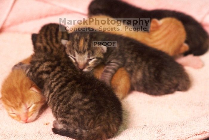 Foster mother Lily, with her five kittens Hank, George, Mia, Dora, and Sophie.  We are fostering them for the Austin Humane Society.

Filename: SRM_20080817_1206569.jpg
Aperture: f/4.0
Shutter Speed: 1/25
Body: Canon EOS 20D
Lens: Canon EF 50mm f/1.8 II