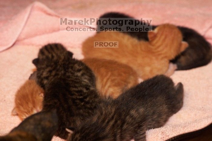 Foster mother Lily, with her five kittens Hank, George, Mia, Dora, and Sophie.  We are fostering them for the Austin Humane Society.

Filename: SRM_20080817_1207163.jpg
Aperture: f/5.6
Shutter Speed: 1/60
Body: Canon EOS 20D
Lens: Canon EF 50mm f/1.8 II