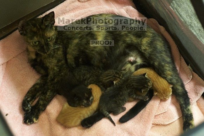 Foster mother Lily, with her five kittens Hank, George, Mia, Dora, and Sophie.  We are fostering them for the Austin Humane Society.

Filename: SRM_20080817_1956247.jpg
Aperture: f/2.8
Shutter Speed: 1/30
Body: Canon EOS 20D
Lens: Canon EF 50mm f/1.8 II