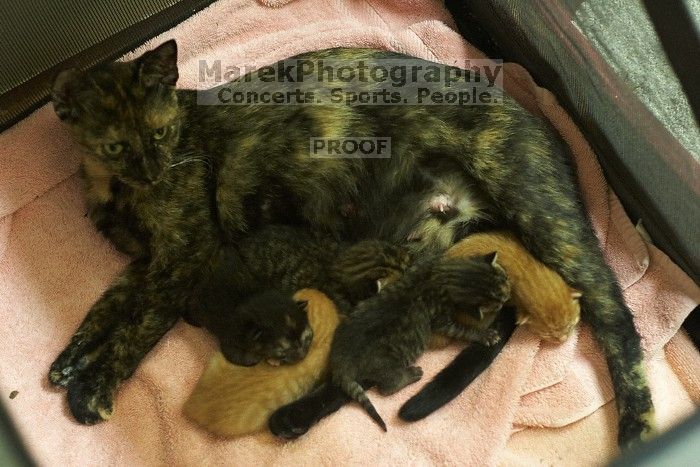 Foster mother Lily, with her five kittens Hank, George, Mia, Dora, and Sophie.  We are fostering them for the Austin Humane Society.

Filename: SRM_20080817_1956268.jpg
Aperture: f/2.8
Shutter Speed: 1/30
Body: Canon EOS 20D
Lens: Canon EF 50mm f/1.8 II