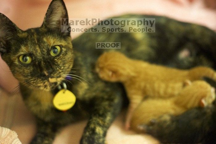 Foster mother Lily, with her five kittens Hank, George, Mia, Dora, and Sophie.  We are fostering them for the Austin Humane Society.

Filename: SRM_20080816_1255546.jpg
Aperture: f/2.0
Shutter Speed: 1/40
Body: Canon EOS-1D Mark II
Lens: Canon EF 50mm f/1.8 II