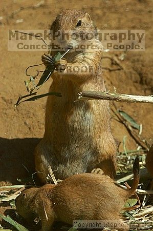 Prarie dogs at the San Francisco Zoo.

Filename: srm_20050529_184510_2_std.jpg
Aperture: f/7.1
Shutter Speed: 1/800
Body: Canon EOS 20D
Lens: Canon EF 80-200mm f/2.8 L
