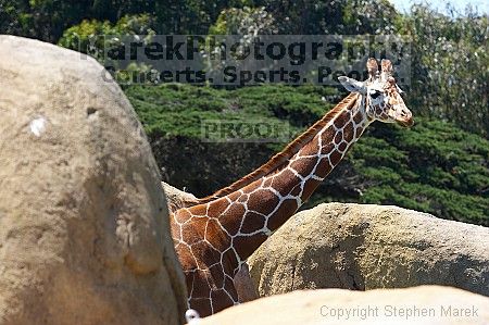 Giraffee at the San Francisco Zoo.

Filename: srm_20050529_152540_9_std.jpg
Aperture: f/4.5
Shutter Speed: 1/250
Body: Canon EOS 20D
Lens: Canon EF 80-200mm f/2.8 L