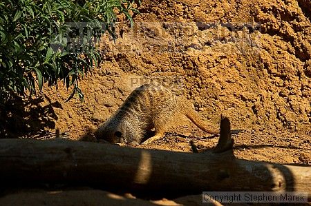 Meerkcats at the San Francisco Zoo.

Filename: srm_20050529_184746_0_std.jpg
Aperture: f/7.1
Shutter Speed: 1/800
Body: Canon EOS 20D
Lens: Canon EF 80-200mm f/2.8 L