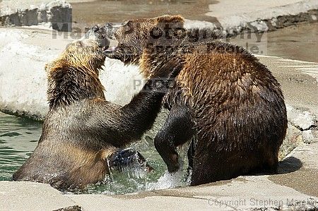 Bears playing at the San Francisco Zoo.

Filename: srm_20050529_173154_7_std.jpg
Aperture: f/5.6
Shutter Speed: 1/500
Body: Canon EOS 20D
Lens: Canon EF 80-200mm f/2.8 L