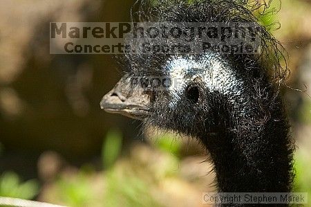 Emu at the San Francisco Zoo.

Filename: srm_20050529_182420_8_std.jpg
Aperture: f/7.1
Shutter Speed: 1/1000
Body: Canon EOS 20D
Lens: Canon EF 80-200mm f/2.8 L