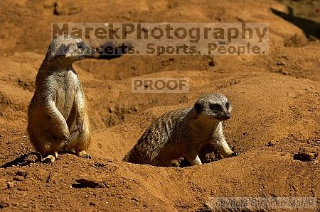 Meerkcats at the San Francisco Zoo.

Filename: srm_20050529_184838_9_std.jpg
Aperture: f/7.1
Shutter Speed: 1/1250
Body: Canon EOS 20D
Lens: Canon EF 80-200mm f/2.8 L