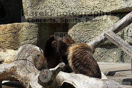 Bears playing at the San Francisco Zoo.

Filename: srm_20050529_173310_6_std.jpg
Aperture: f/5.6
Shutter Speed: 1/800
Body: Canon EOS 20D
Lens: Canon EF 80-200mm f/2.8 L