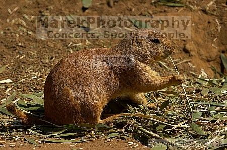 Prarie dogs at the San Francisco Zoo.

Filename: srm_20050529_184428_5_std.jpg
Aperture: f/7.1
Shutter Speed: 1/1000
Body: Canon EOS 20D
Lens: Canon EF 80-200mm f/2.8 L
