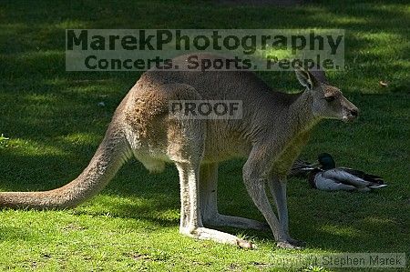 Kangaroos at the San Francisco Zoo.

Filename: srm_20050529_182142_1_std.jpg
Aperture: f/7.1
Shutter Speed: 1/800
Body: Canon EOS 20D
Lens: Canon EF 80-200mm f/2.8 L