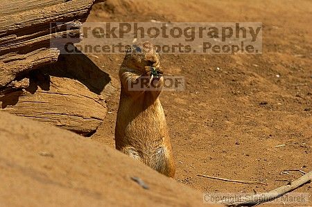 Prarie dogs at the San Francisco Zoo.

Filename: srm_20050529_184352_1_std.jpg
Aperture: f/7.1
Shutter Speed: 1/1600
Body: Canon EOS 20D
Lens: Canon EF 80-200mm f/2.8 L
