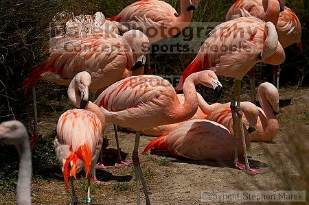 Pink flamingos at the San Francisco Zoo.

Filename: srm_20050529_163052_6_std.jpg
Aperture: f/5.6
Shutter Speed: 1/4000
Body: Canon EOS 20D
Lens: Canon EF 80-200mm f/2.8 L