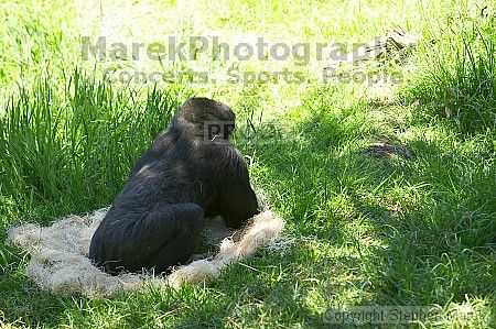 Gorilla at the San Francisco Zoo.

Filename: srm_20050529_154828_6_std.jpg
Aperture: f/3.5
Shutter Speed: 1/200
Body: Canon EOS 20D
Lens: Canon EF 80-200mm f/2.8 L