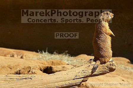 Prarie dogs at the San Francisco Zoo.

Filename: srm_20050529_184422_3_std.jpg
Aperture: f/7.1
Shutter Speed: 1/500
Body: Canon EOS 20D
Lens: Canon EF 80-200mm f/2.8 L