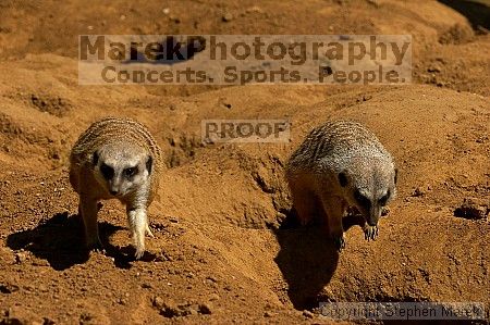 Meerkcats at the San Francisco Zoo.

Filename: srm_20050529_184842_2_std.jpg
Aperture: f/7.1
Shutter Speed: 1/1250
Body: Canon EOS 20D
Lens: Canon EF 80-200mm f/2.8 L