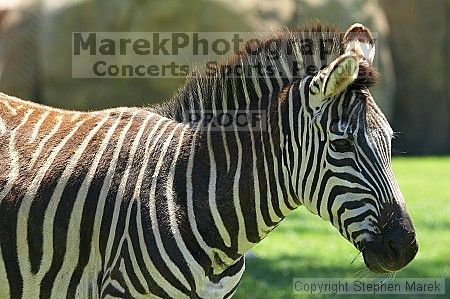 Zebra at the San Francisco Zoo.

Filename: srm_20050529_151642_9_std.jpg
Aperture: f/4.5
Shutter Speed: 1/125
Body: Canon EOS 20D
Lens: Canon EF 80-200mm f/2.8 L