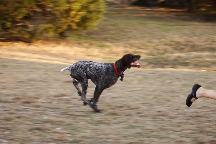Flyer Terranova running around Floral Park in an attempt to become Austin's fittest dog (for Austin Fit Magazine) on Sunday, January 18, 2009.

Filename: SRM_20090118_16511795.JPG
Aperture: f/5.6
Shutter Speed: 1/125
Body: Canon EOS-1D Mark II
Lens: Canon EF 100-400mm f/4.5-5.6 L IS USM