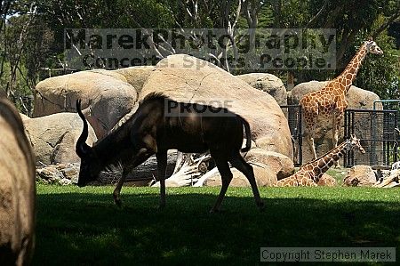 Visit to San Francisco Zoo.

Filename: srm_20050529_153816_8_std.jpg
Aperture: f/5.6
Shutter Speed: 1/250
Body: Canon EOS 20D
Lens: Canon EF 80-200mm f/2.8 L